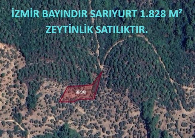 İZMİR BAYINDIR SARIYURT KÖYÜNDE 1.828 M² ZEYTİNLİK SATILIKTIR. - İZMİR BAYINDIR fotoğraf 8